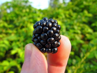 blackberry-577057_960_720