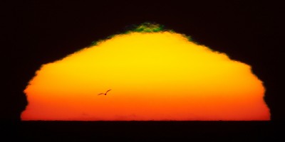 Green Flash Sunset Gull in Silhouette 1200mm 30Oct2009 . Sunset with small green flash and a gull bird flying forming a silhouette in front of the blazing setting sun with 1200mm (600mm + 2X Tele-extender) off the coast of Morro Bay, CA 30 Oct. 2009. Minimal global adjustments in Lightroom in RAW conversion. Photomorrobay Yahoo! Group Meet-up http://tech.groups.yahoo.com/group/photomorrobay/ Friday 30 Oct. 2009, Morro Bay, CA - Invite said: Can you Join me/us for a Photo Meet-up Friday 10/30/09 5:30 - 7PM Morro Strand State Beach at Azure Street entrance, at water's edge... for sunset (possible green flash; birds in silhouette in front of sun) and airplane's flying past moon? Bring as long a lens as you have, and a tripod for these kinds of shots. Of course, wide-angle sunsets are terrific too. Just come and have fun! Howard Ignatius and I (Mike Baird) went out yesterday (10/29/09) on a whim and loved what we saw. 6:17 PM http://www.flickr.com/photos/howardignatius/4056979539/ 6:09 PM http://www.flickr.com/photos/mikebaird/4057468736/ Sunset: 6:11PM Civil Twilight: 6:37PM Reminder, re-set your camera clocks this weekend when daylight savings time ends! (10/31 - 11/1 2009) . Tried to reproduce Two Brown Pelicans (Pelecanus occidentalis) fly in front of the setting sun in silhouette off Morro Strand State Beach, in Morro Bay, CA., and Airplane Flies by the Moon in post-sunset light. Photo by Michael "Mike" L. Baird, mike at mikebaird d o t com, flickr.bairdphotos.com, Canon 1D Mark III in Liveview mode (effectively locks the mirror up), IS off, remote shutter release, with Circular Polarizer (did not even adjust it), on a Canon EF 600mm f/4L IS USM Super Telephoto Lens for Canon SLR Cameras on a Wimberley Head II from tripodhead.com on a Gitzo GZGT5540LS Gitzo Series 5 tripod, Systematic Tele Studex 6 X Carbon Fiber 4 Section Tripod Legs with G-Lock, Maximum Load 55.0 lbs. Maximum Height 59.4 from adorama.com